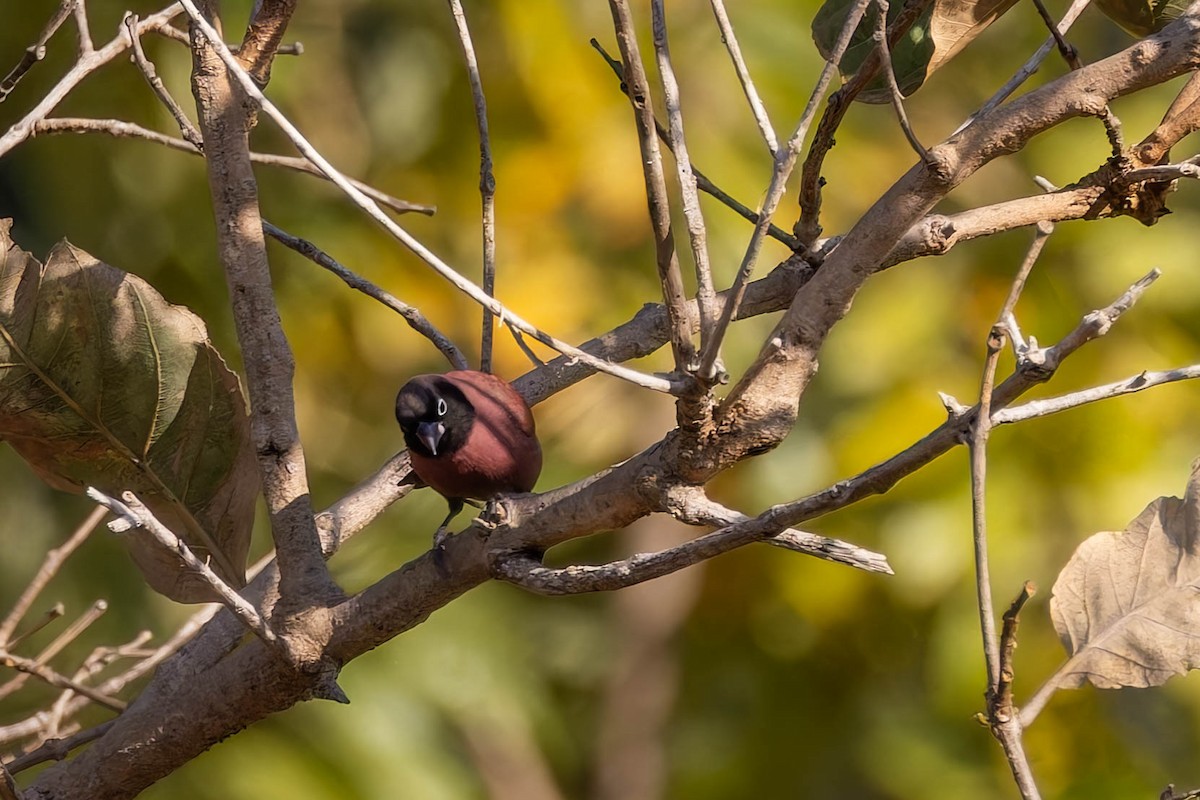 Black-faced Firefinch - ML642474525