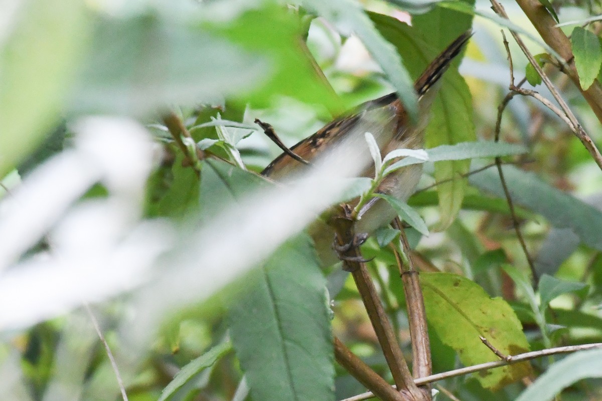 Marsh Wren (palustris Group) - ML642474527