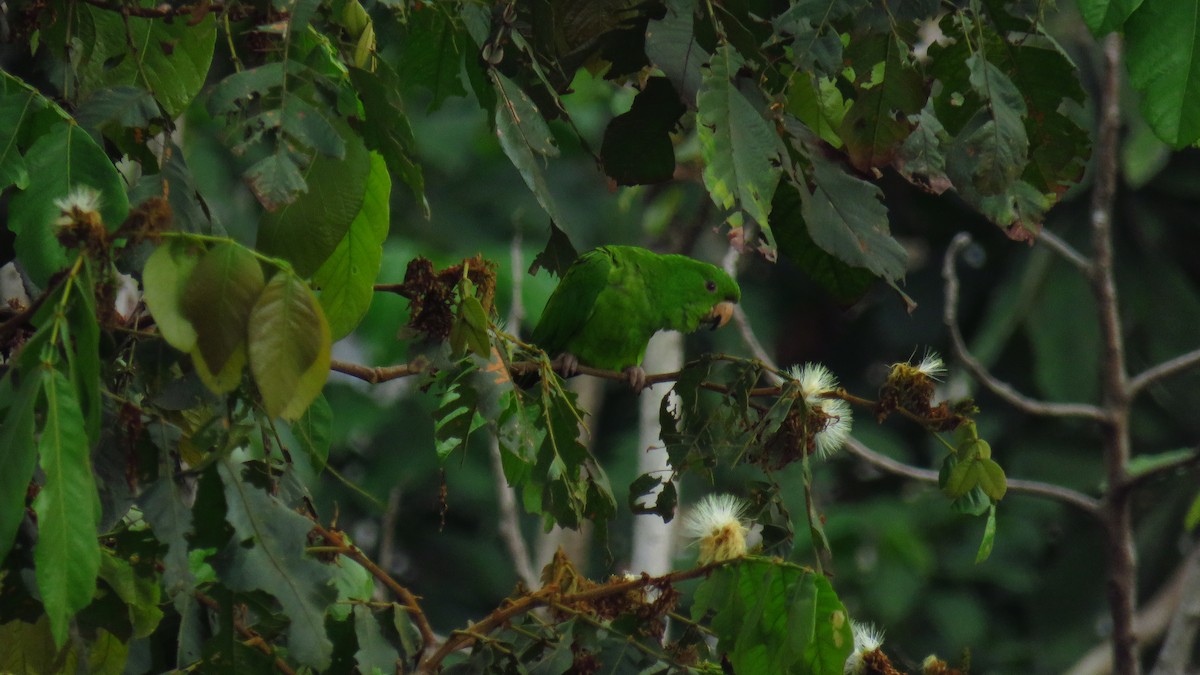 Pacific Parakeet - ML642474537