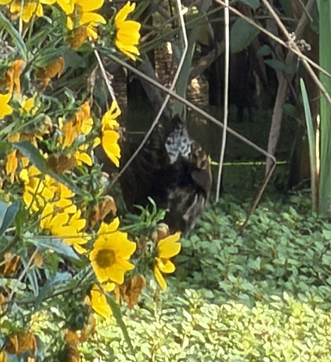 King Rail - ML642474545