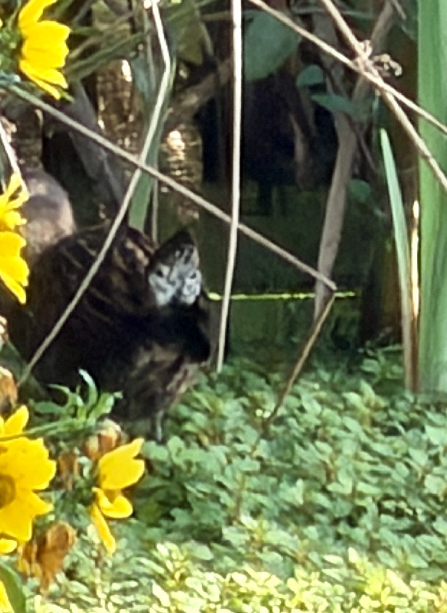 King Rail - ML642474549