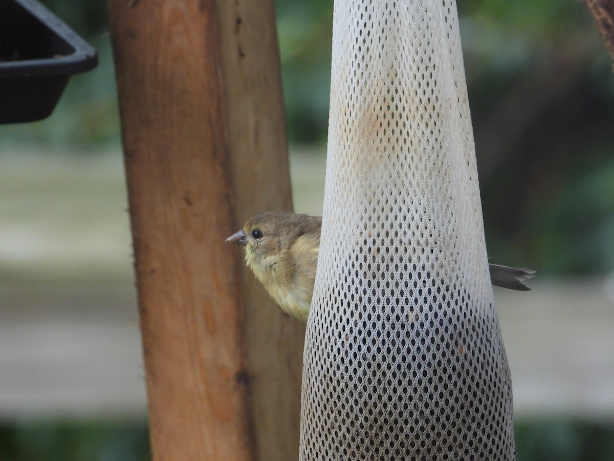 American Goldfinch - ML642474554