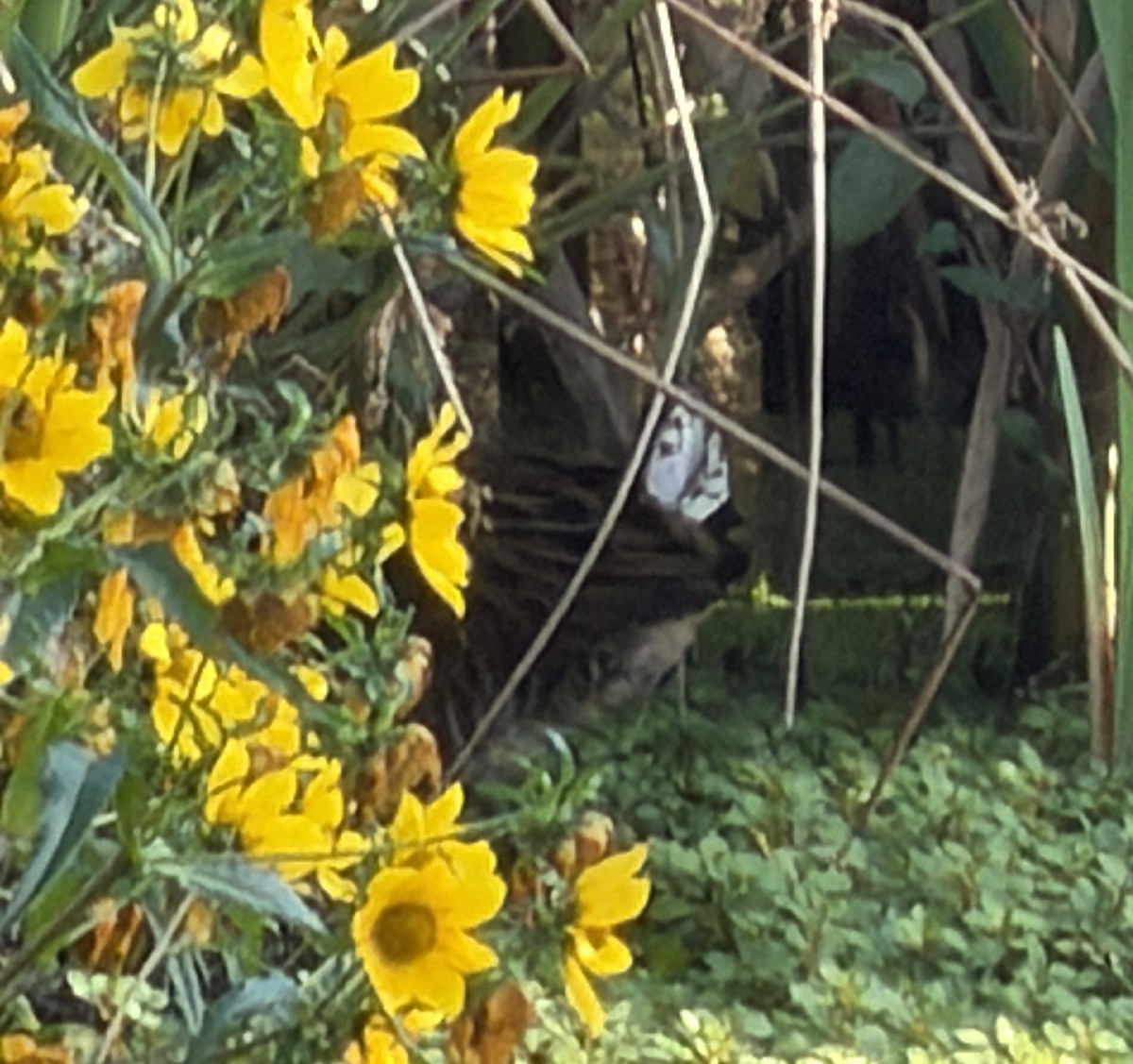 King Rail - ML642474556