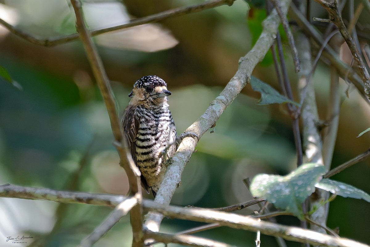 Ochre-collared Piculet - ML642474558