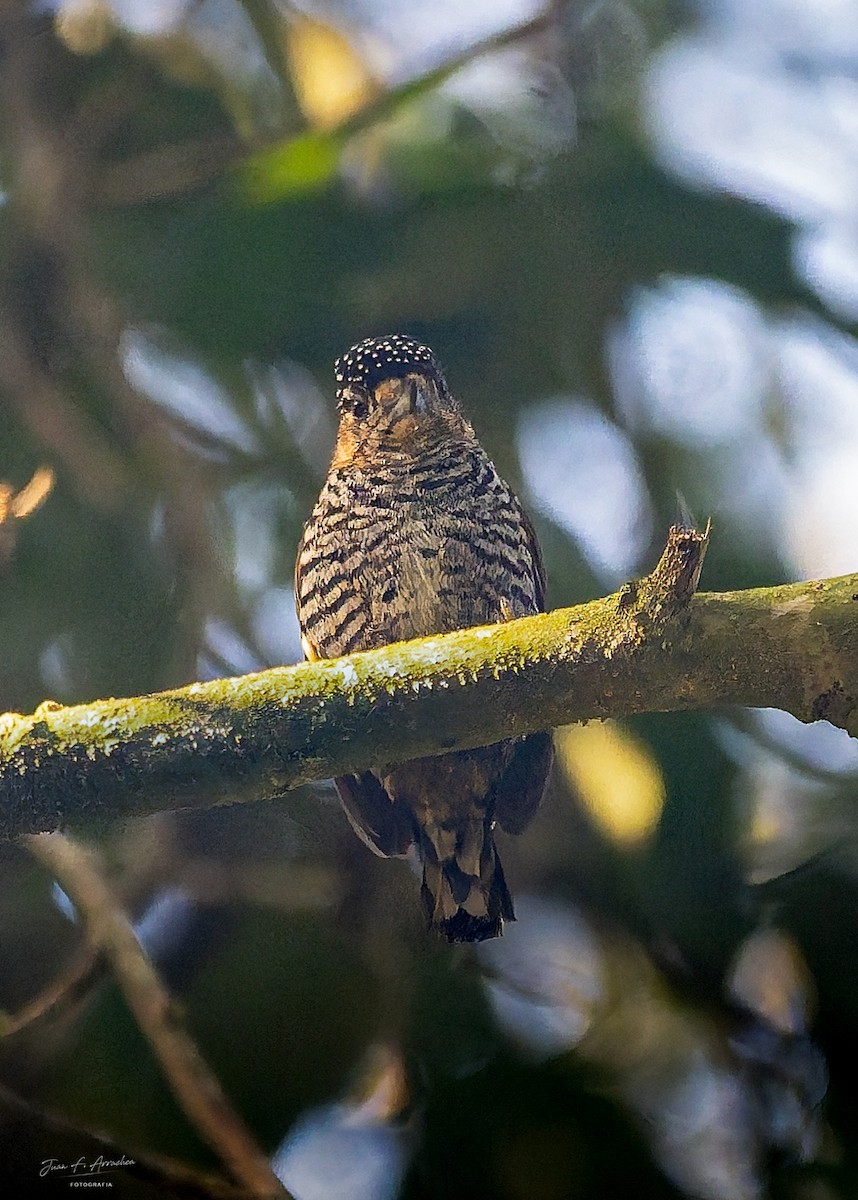 Ochre-collared Piculet - ML642474559