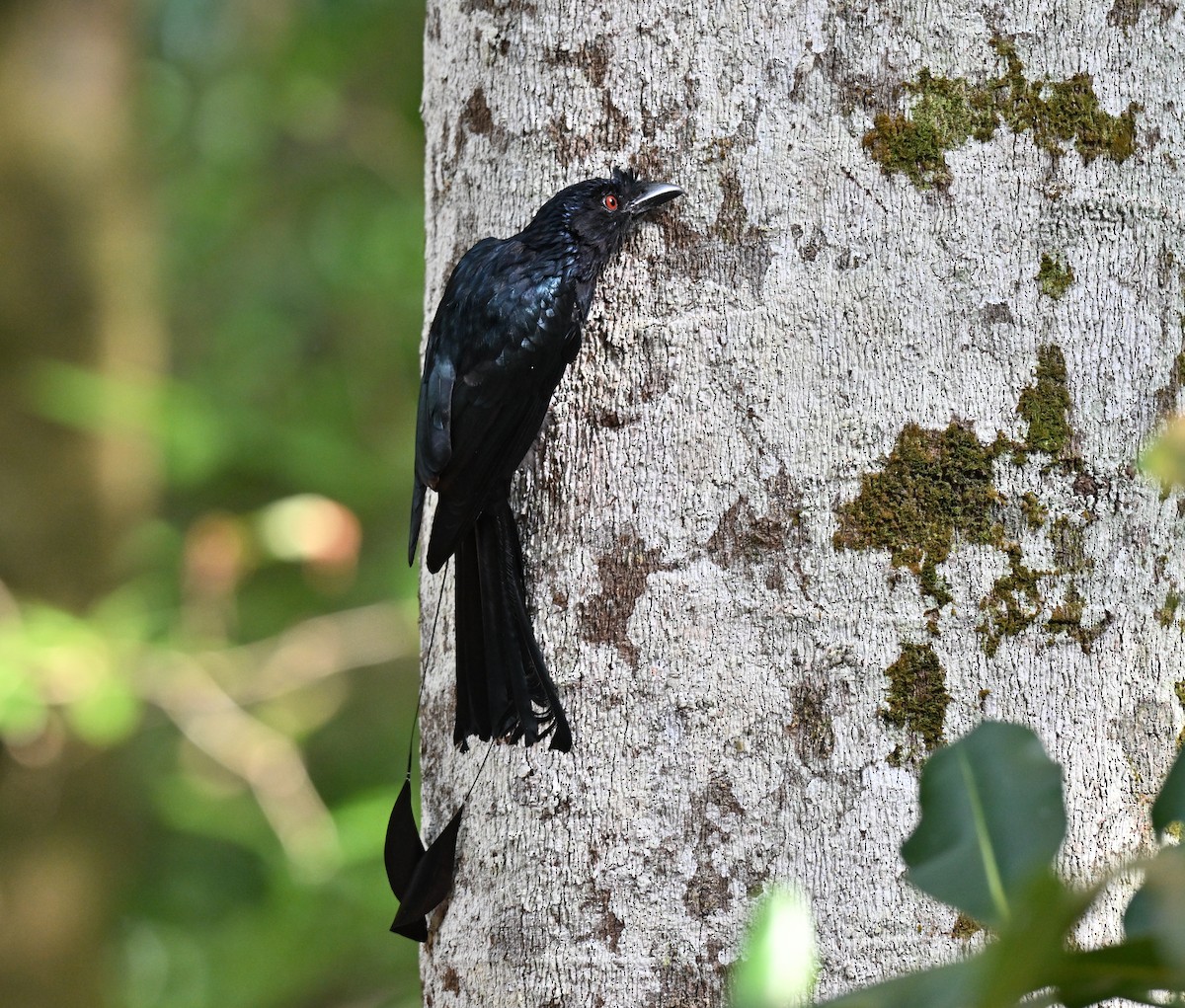 Greater Racket-tailed Drongo - ML642474594