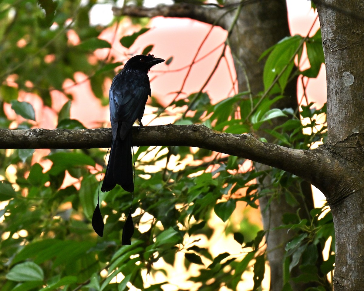 Greater Racket-tailed Drongo - ML642474596