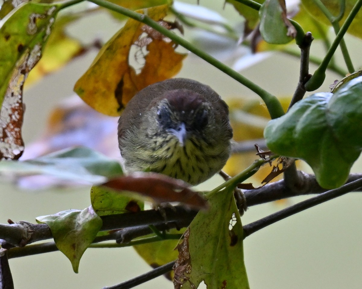 Pin-striped Tit-Babbler - ML642474623