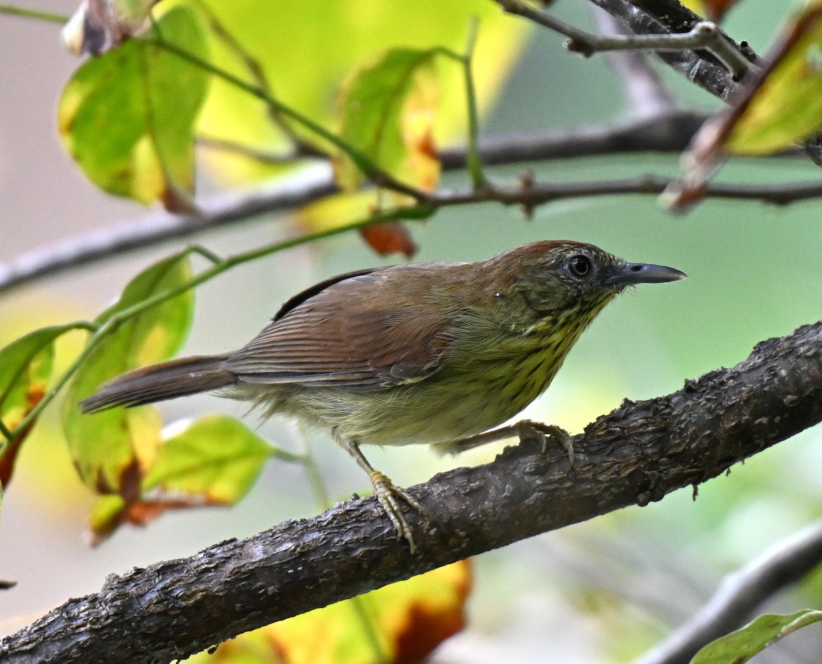 Pin-striped Tit-Babbler - ML642474624