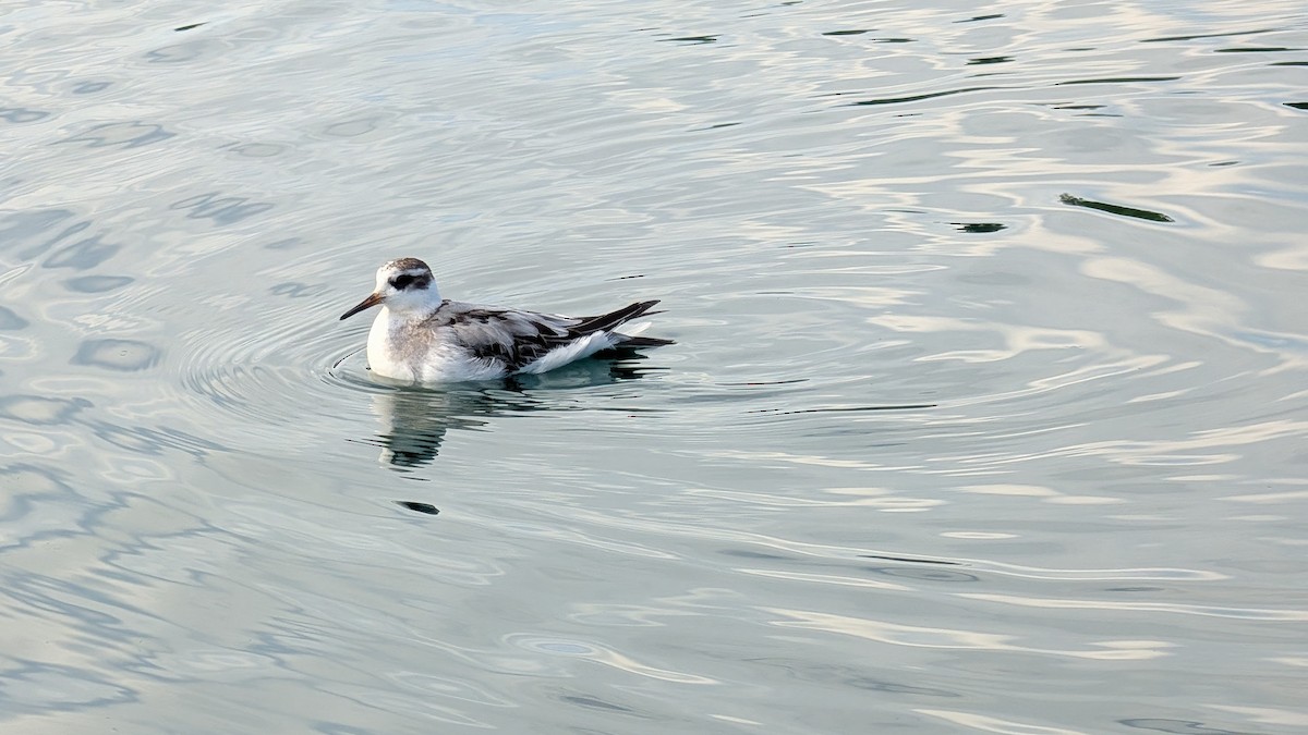Red Phalarope - ML642474627