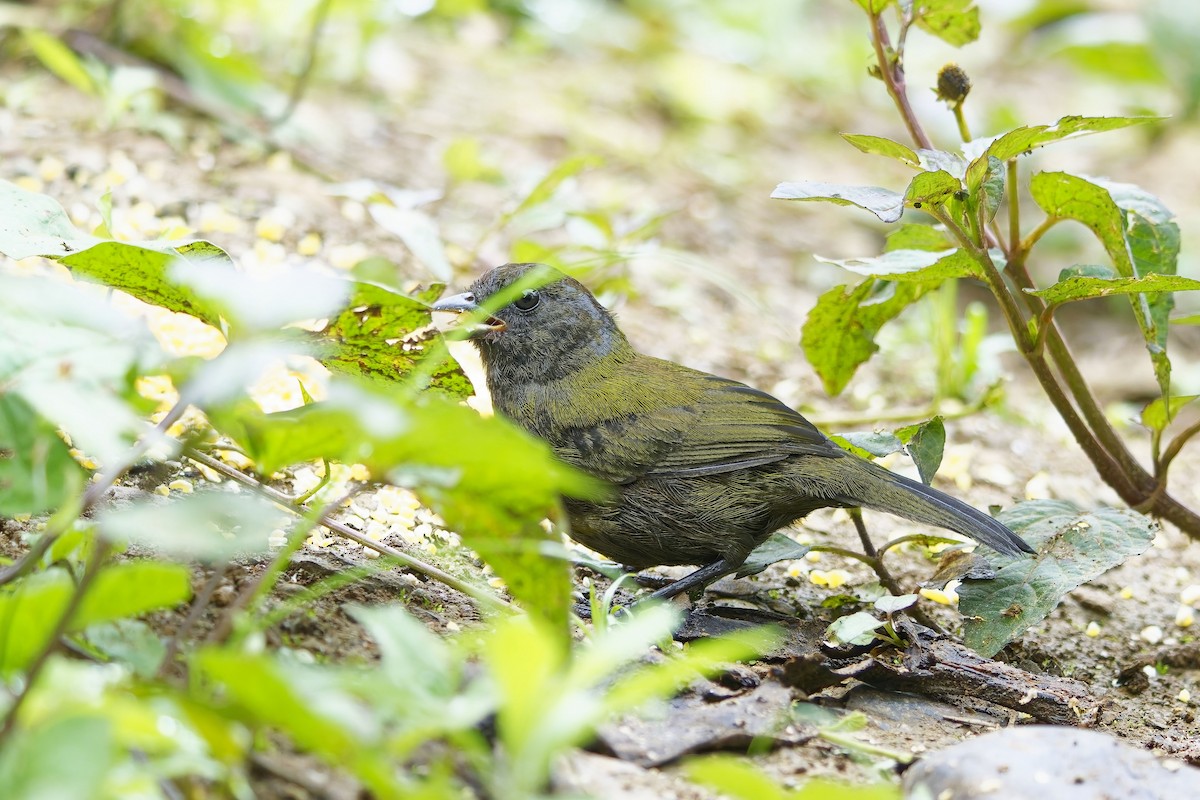 Olive Finch - ML642474633
