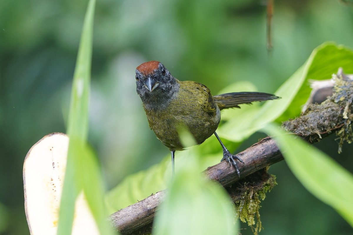 Olive Finch - ML642474634