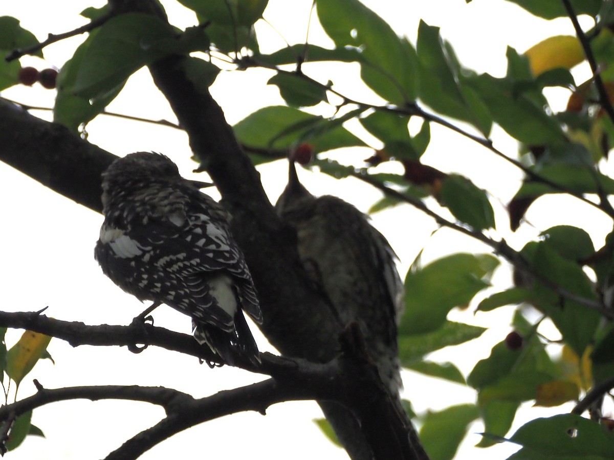 Yellow-bellied Sapsucker - ML642474650