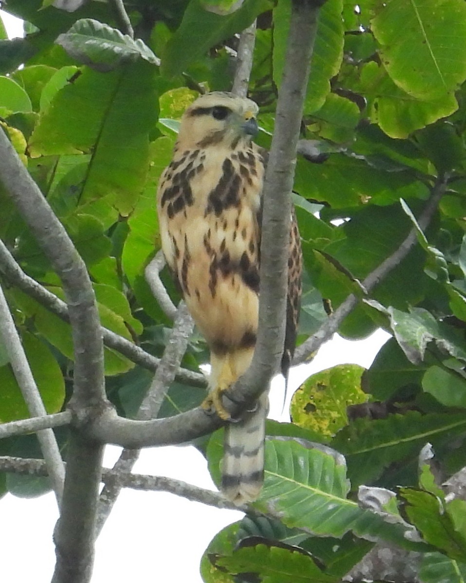 Gray-lined Hawk - ML642474661