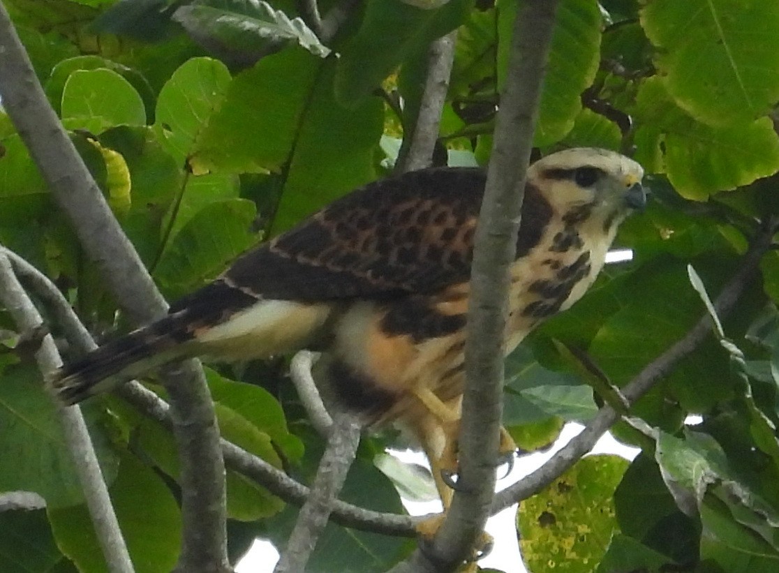 Gray-lined Hawk - ML642474662