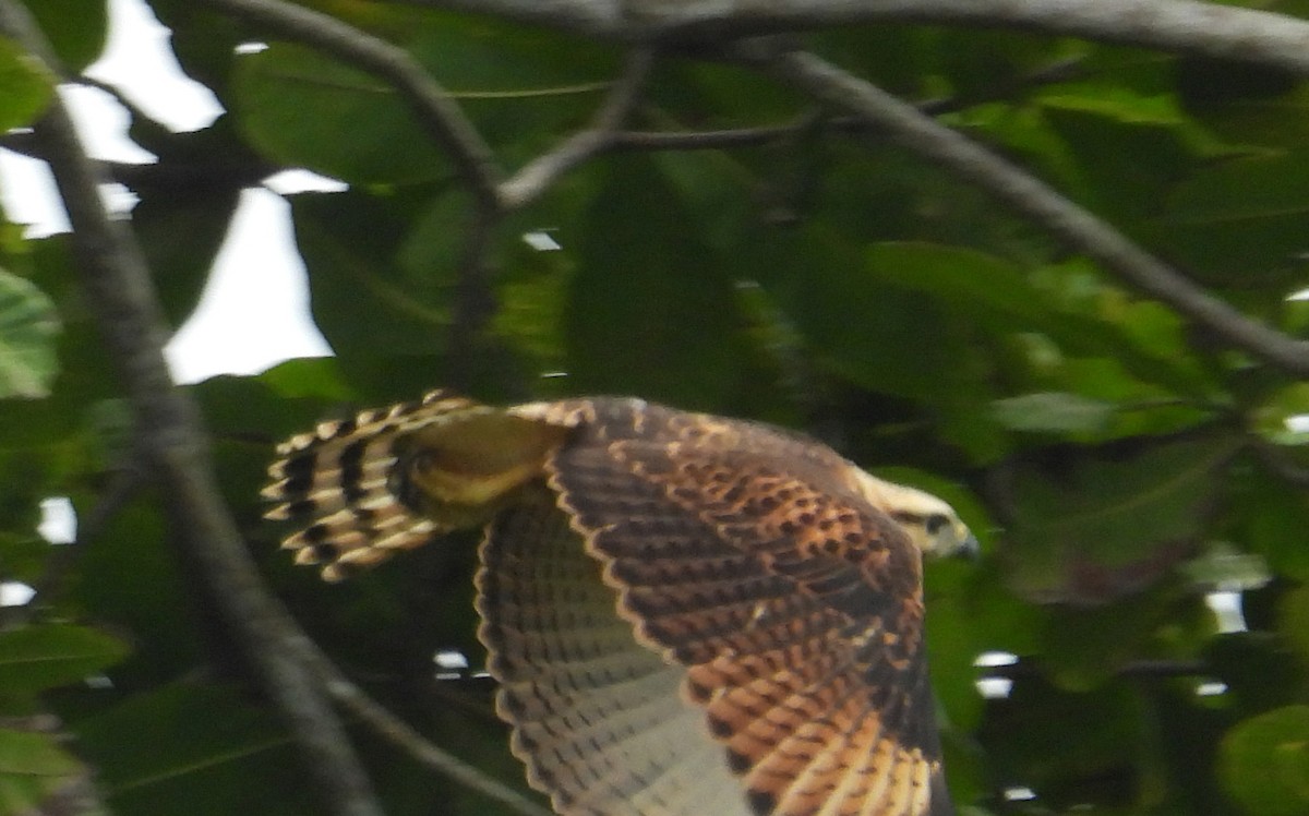 Gray-lined Hawk - ML642474663