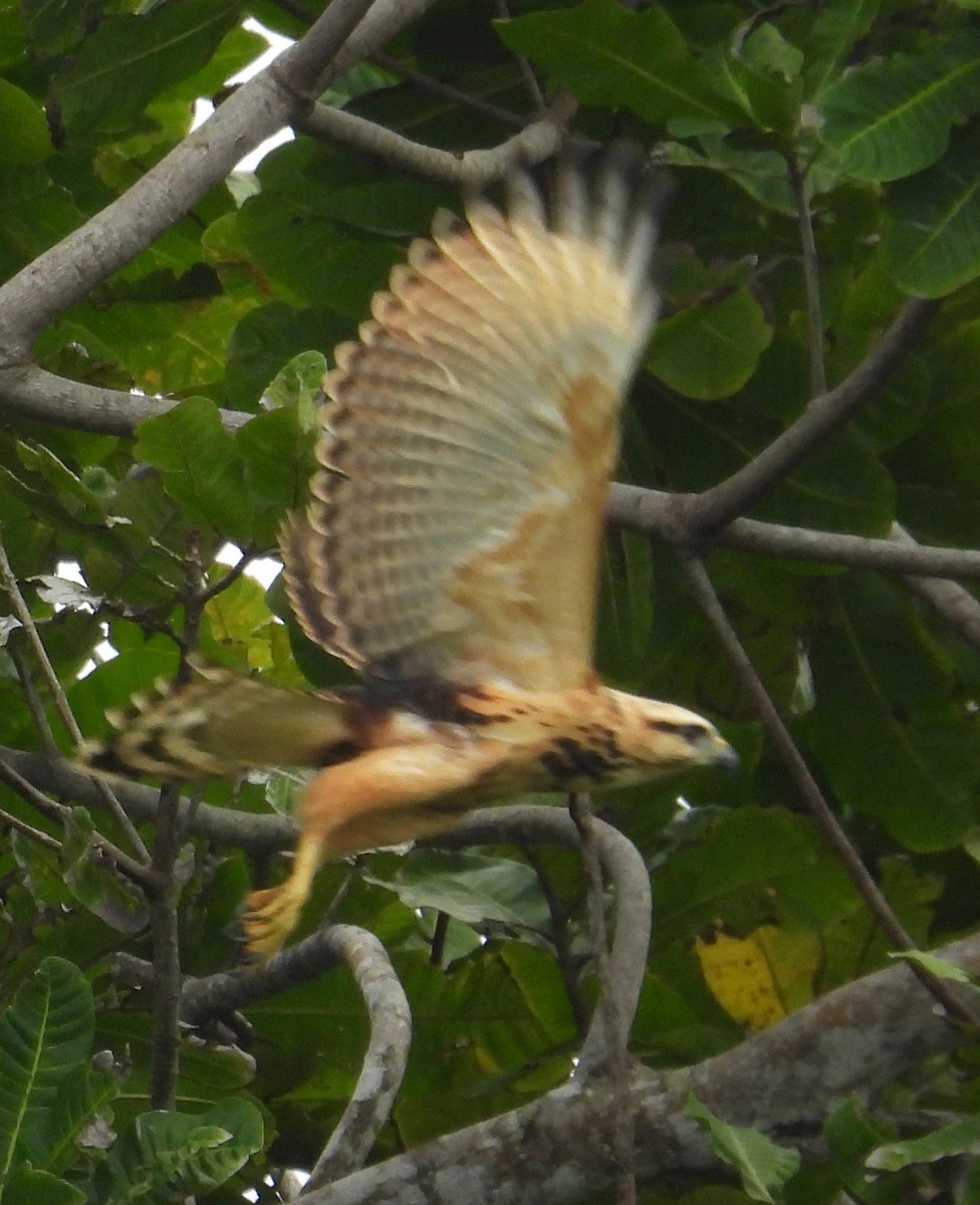 Gray-lined Hawk - ML642474664