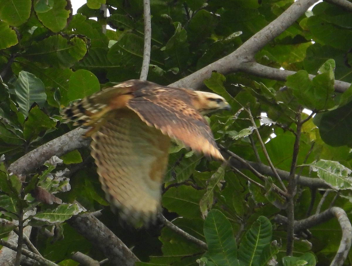 Gray-lined Hawk - ML642474665