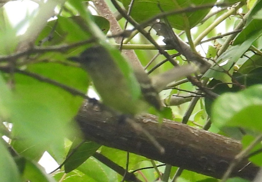 Yellow-crowned Tyrannulet - ML642474674