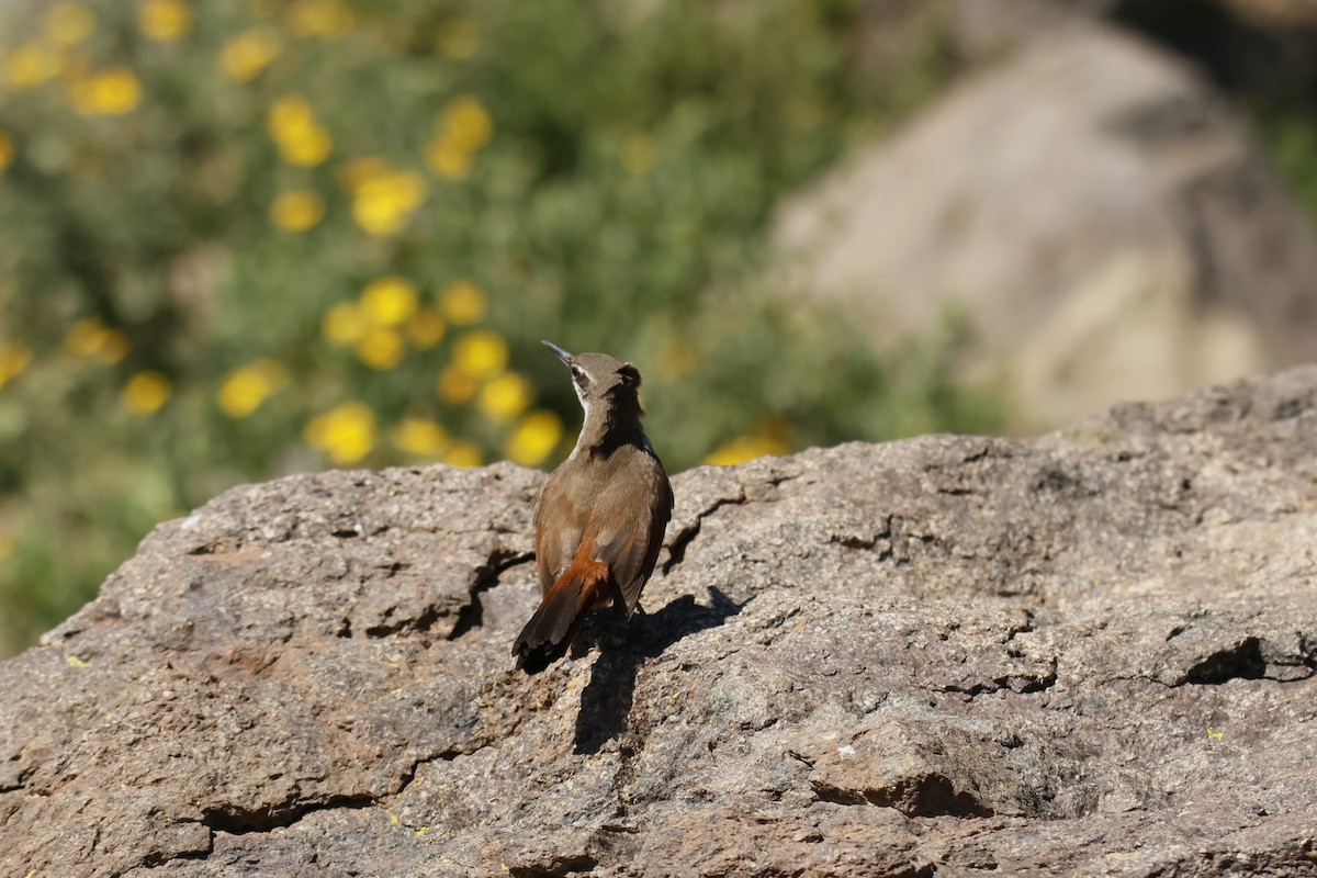 チリーカマドドリ - ML642474709