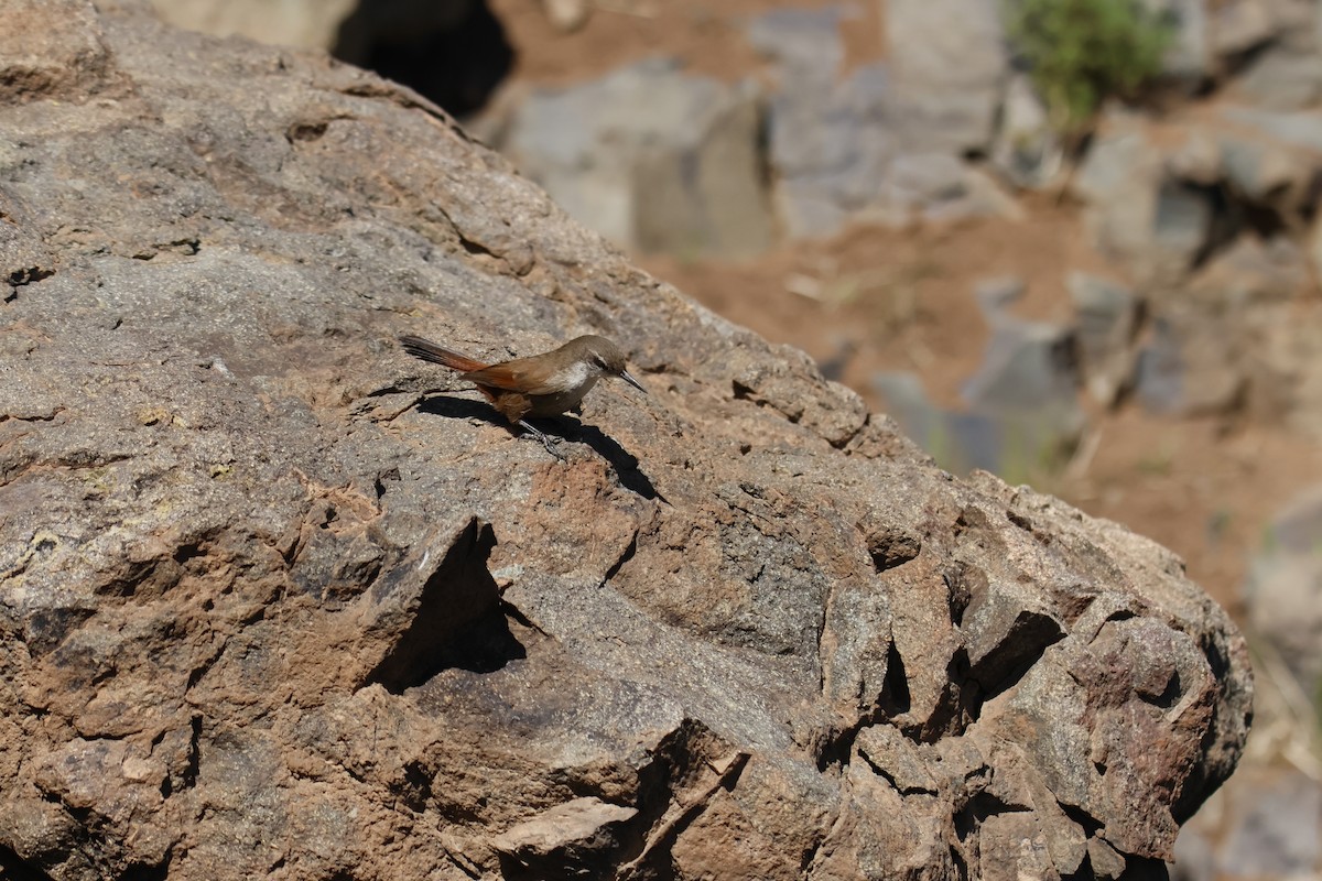 チリーカマドドリ - ML642474710