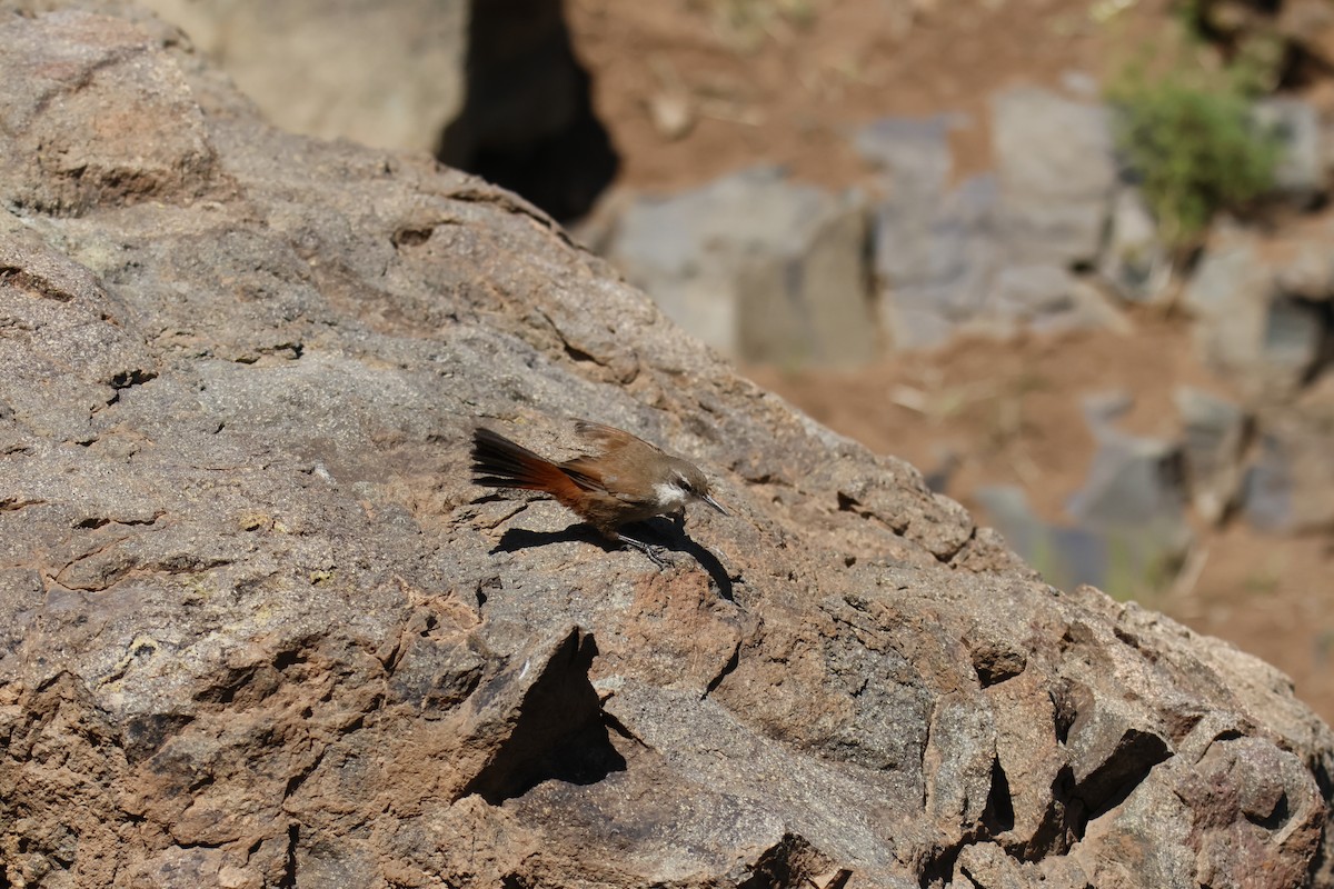 チリーカマドドリ - ML642474711