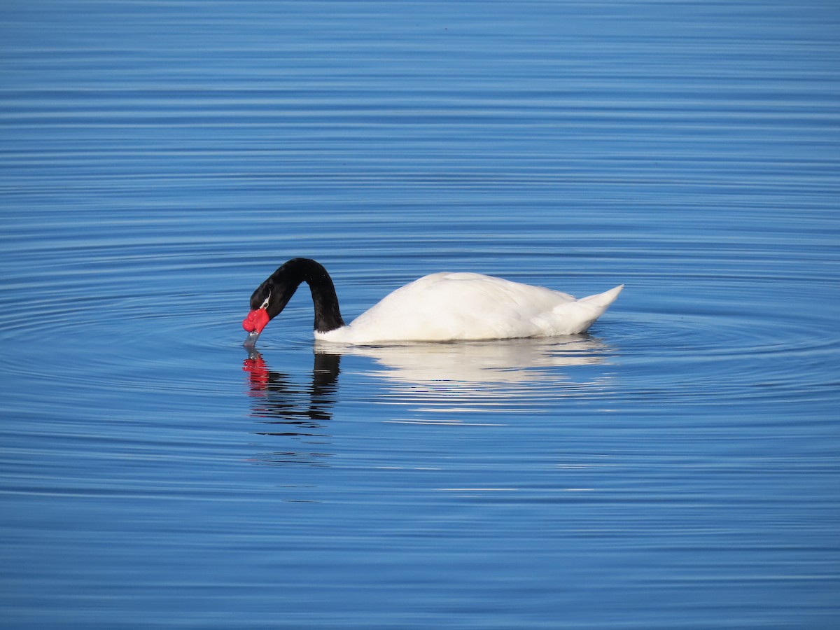 Black-necked Swan - ML642474733