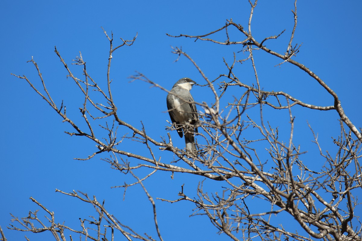 Diuca Finch - ML642474734