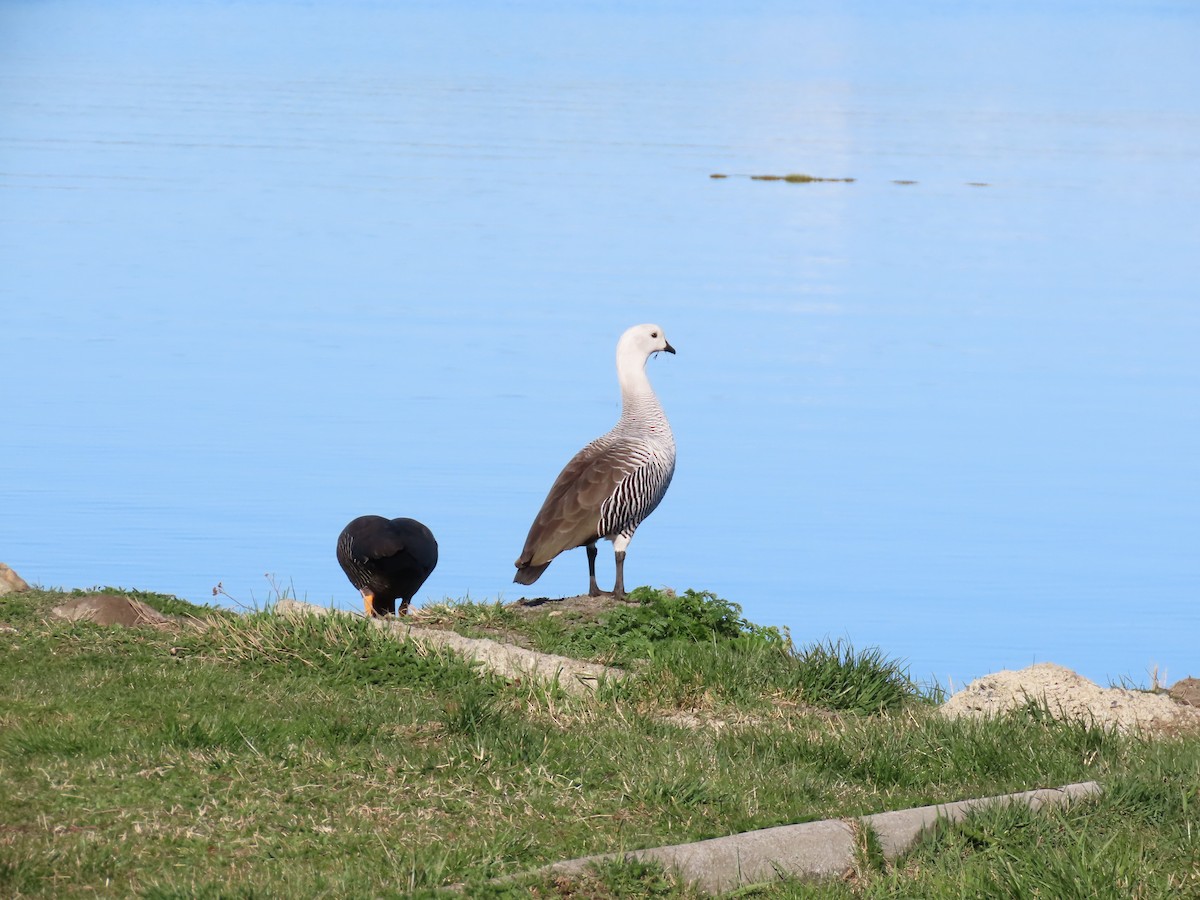 Upland Goose - ML642474736