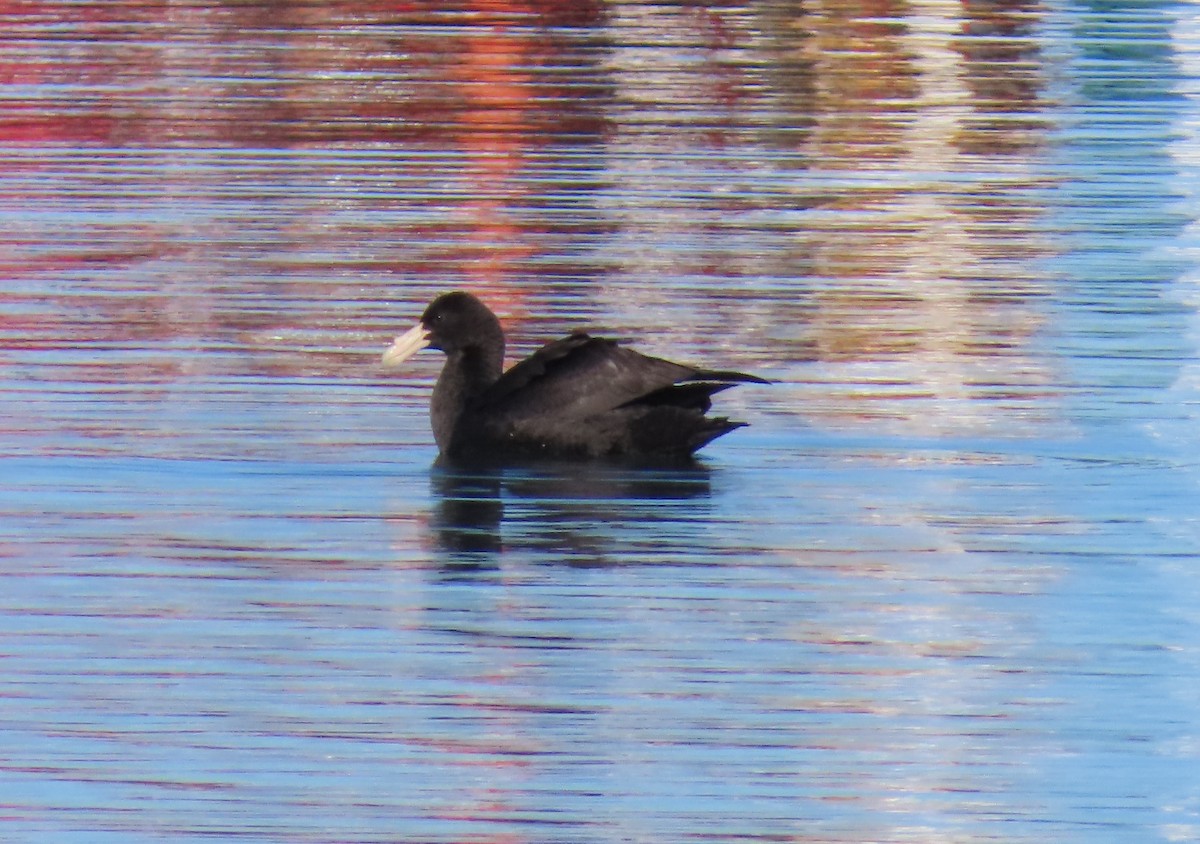 Southern Giant-Petrel - ML642474749