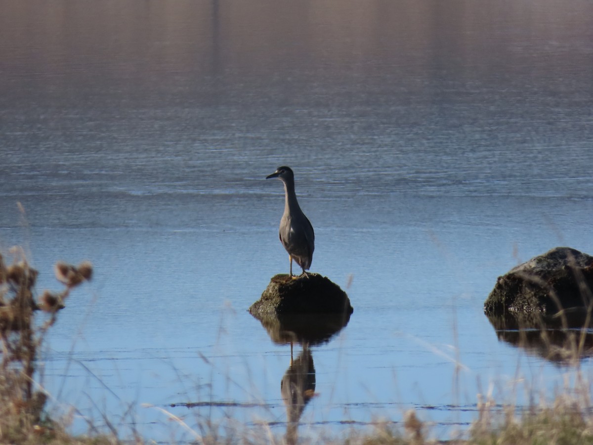 Black-crowned Night Heron - ML642474756