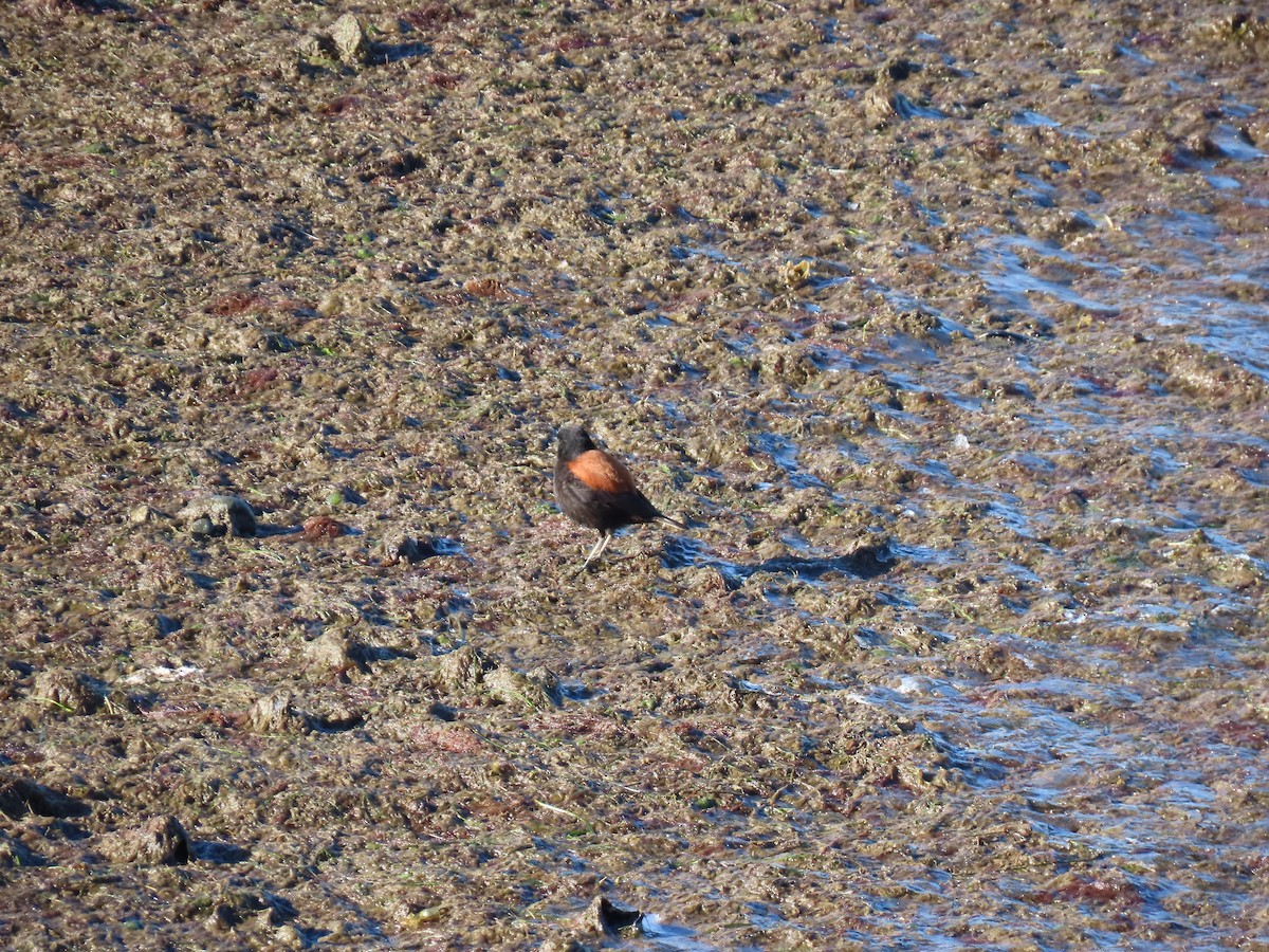 Austral Negrito - ML642474759