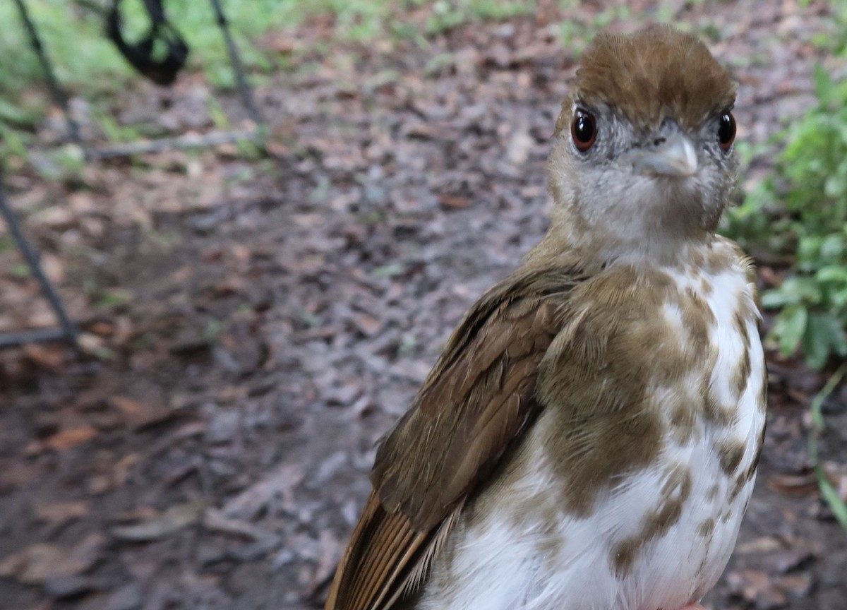 Thrush Babbler (Olive) - ML642474761