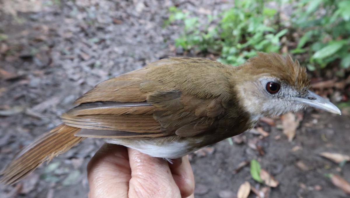 Thrush Babbler (Olive) - ML642474765