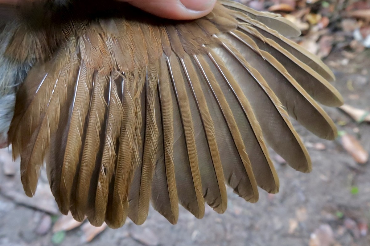 Thrush Babbler (Olive) - ML642474768