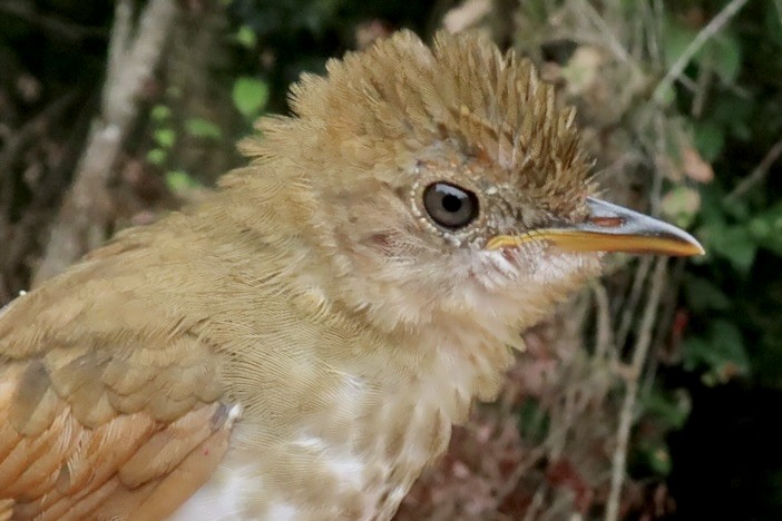 Thrush Babbler (Olive) - ML642474770