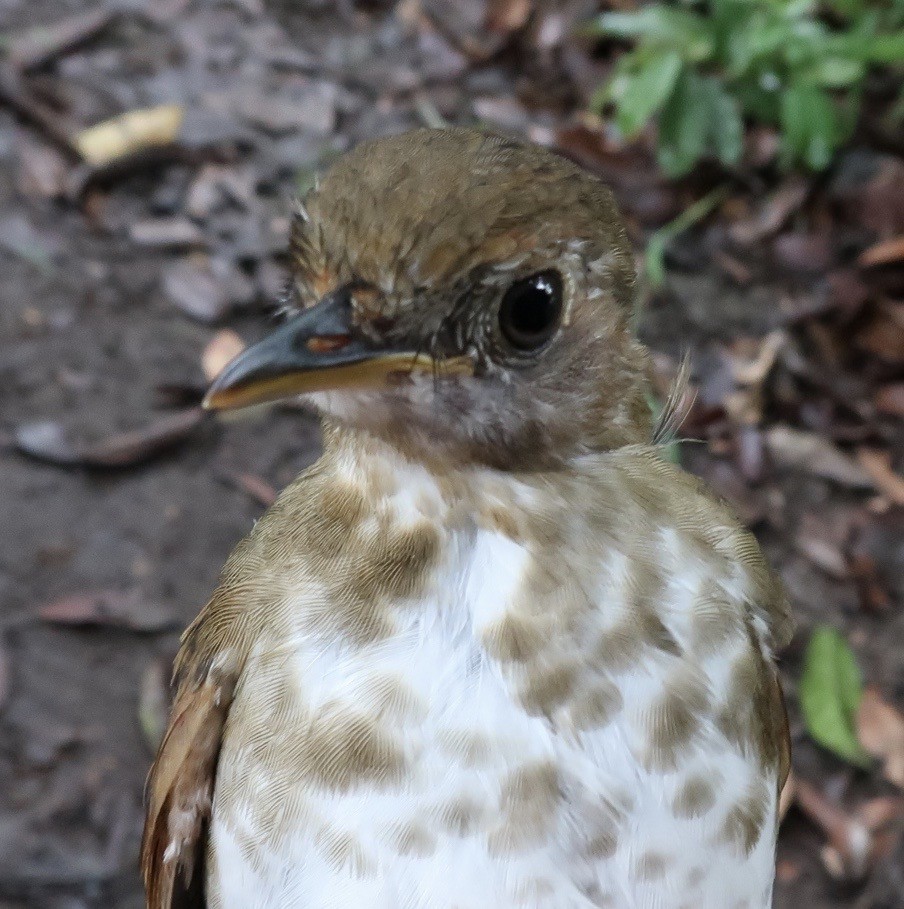 Thrush Babbler (Olive) - ML642474785