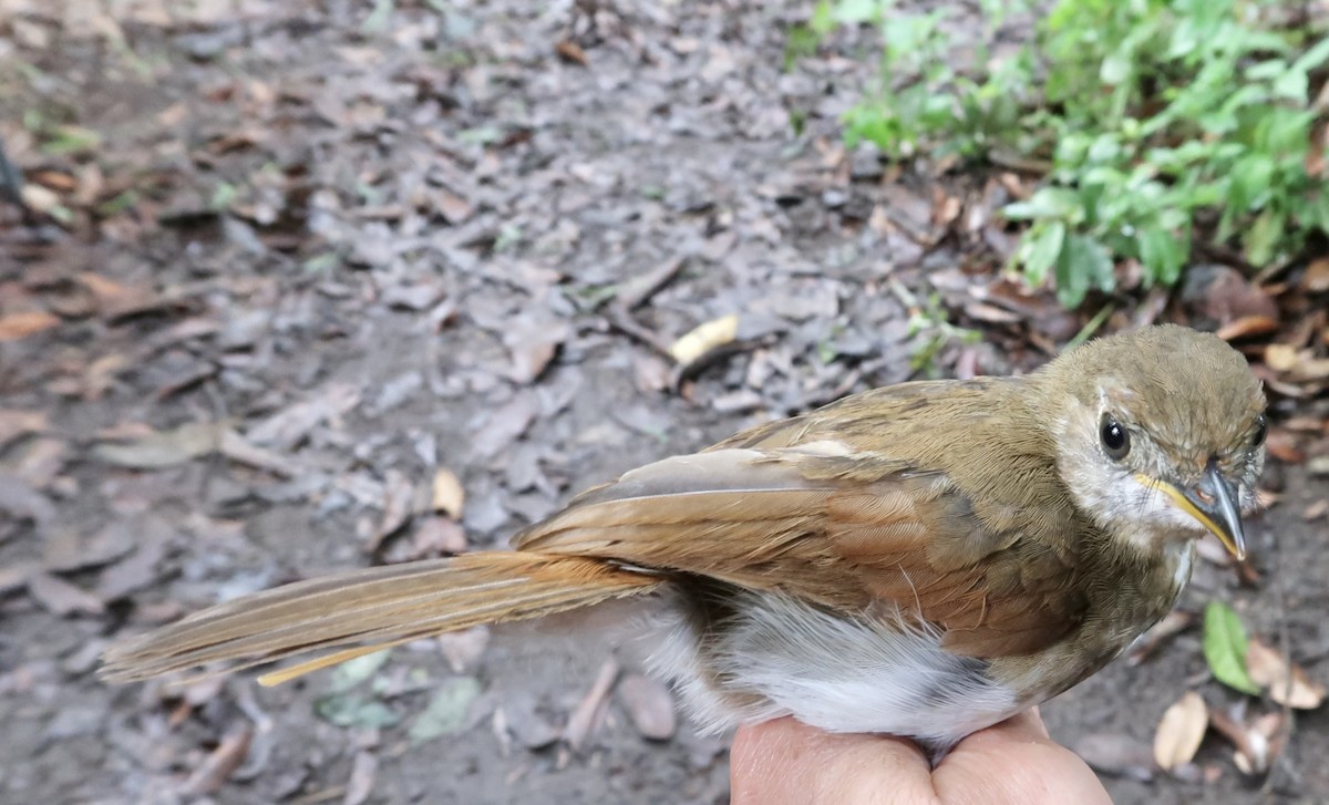 Thrush Babbler (Olive) - ML642474790