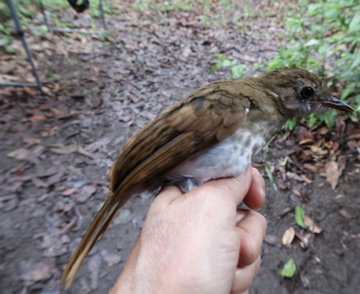 Thrush Babbler (Olive) - ML642474793