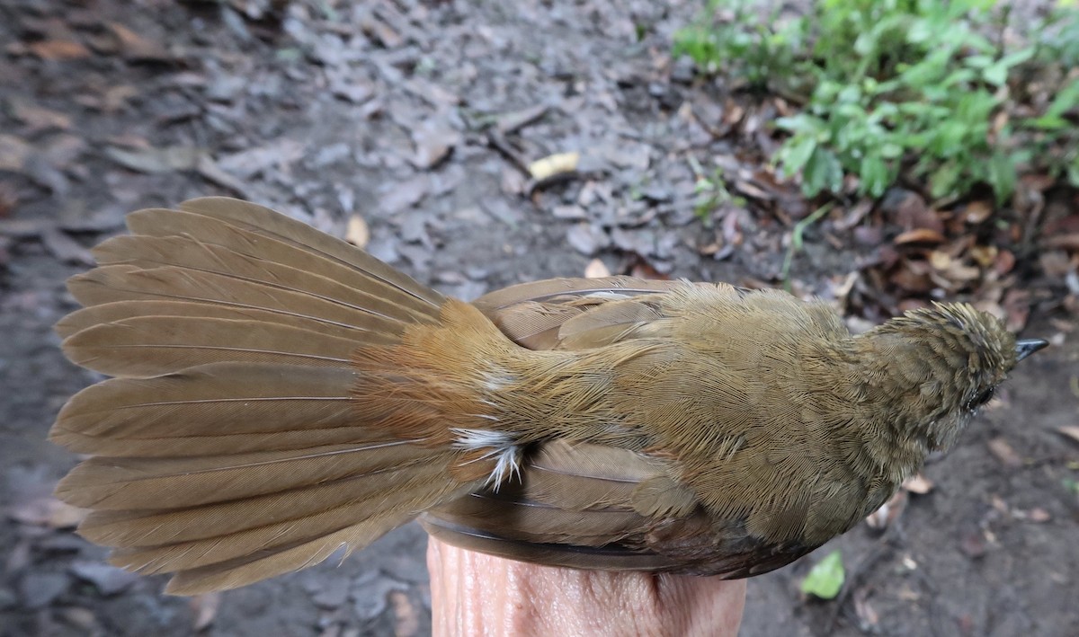 Thrush Babbler (Olive) - ML642474802