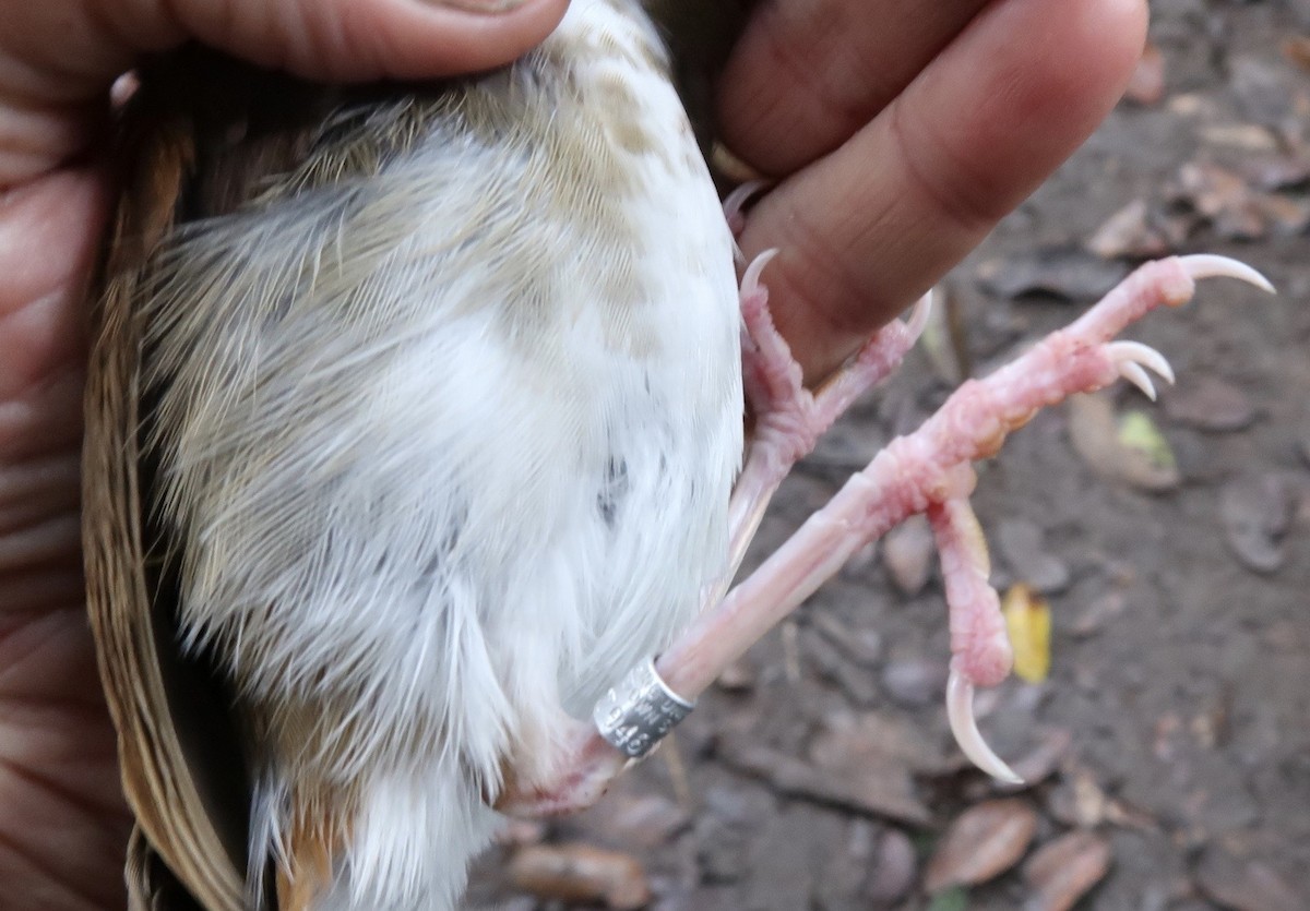 Thrush Babbler (Olive) - ML642474812