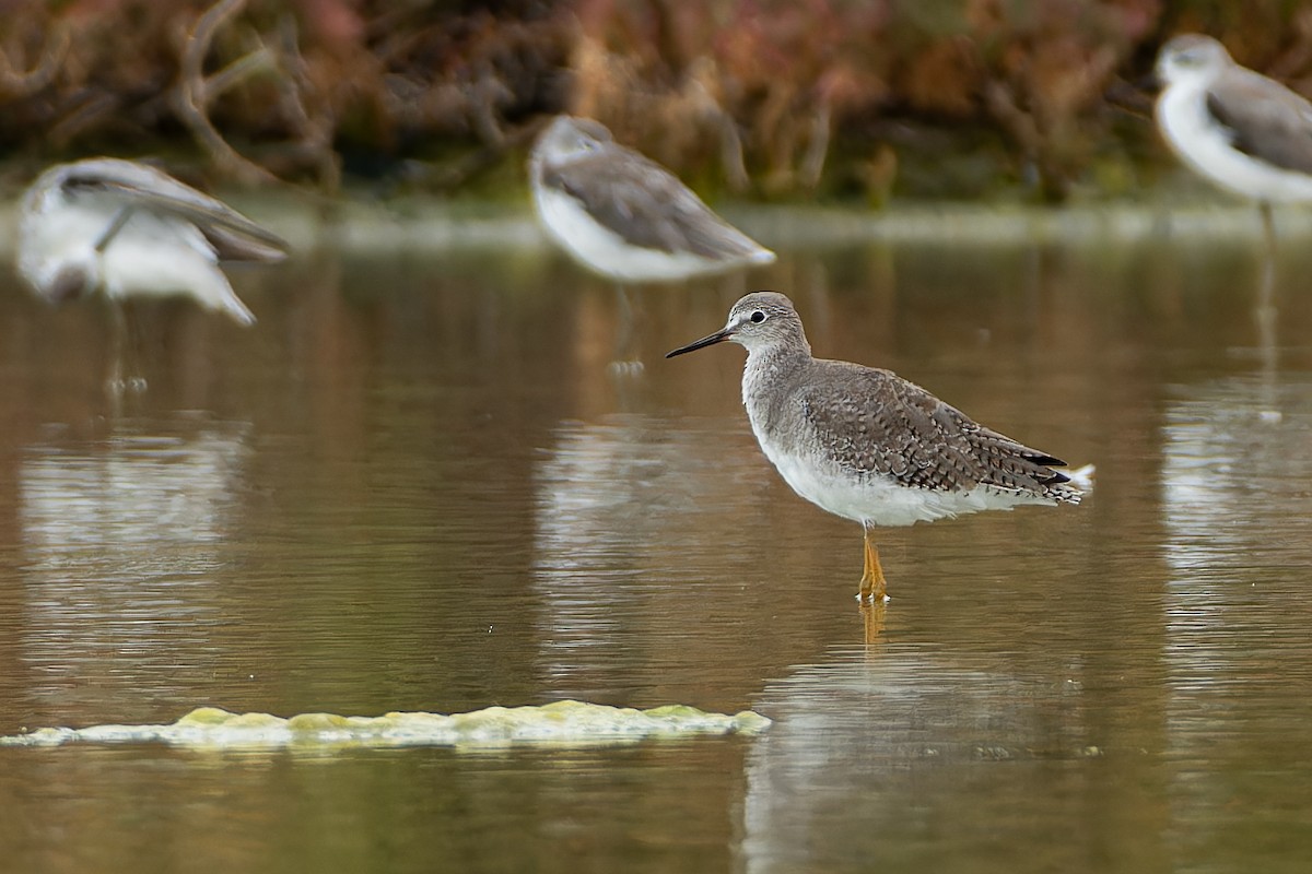 Lesser Yellowlegs - ML642474817