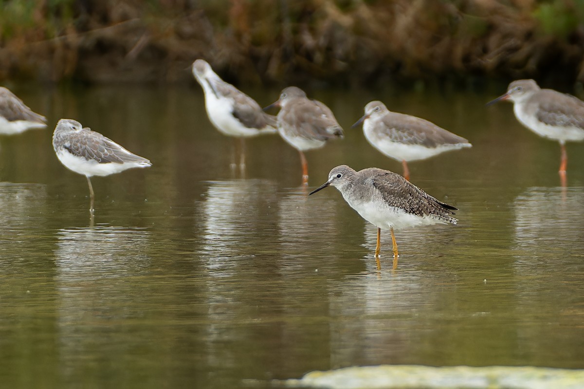 Lesser Yellowlegs - ML642474818