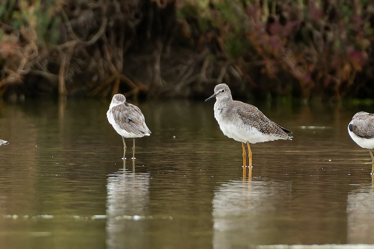 Lesser Yellowlegs - ML642474819