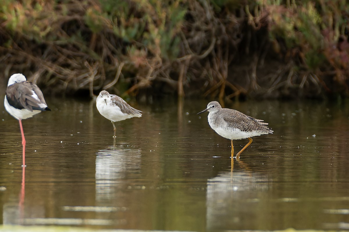 Lesser Yellowlegs - ML642474820