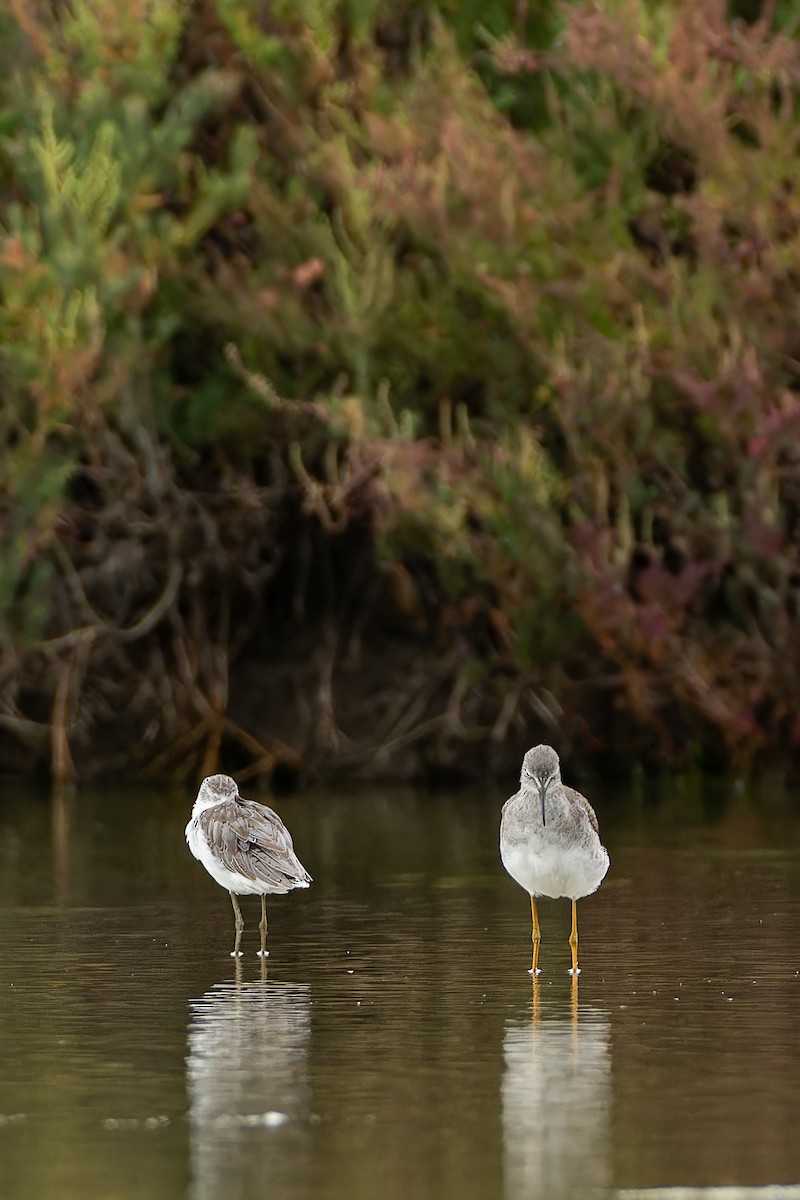 Lesser Yellowlegs - ML642474821