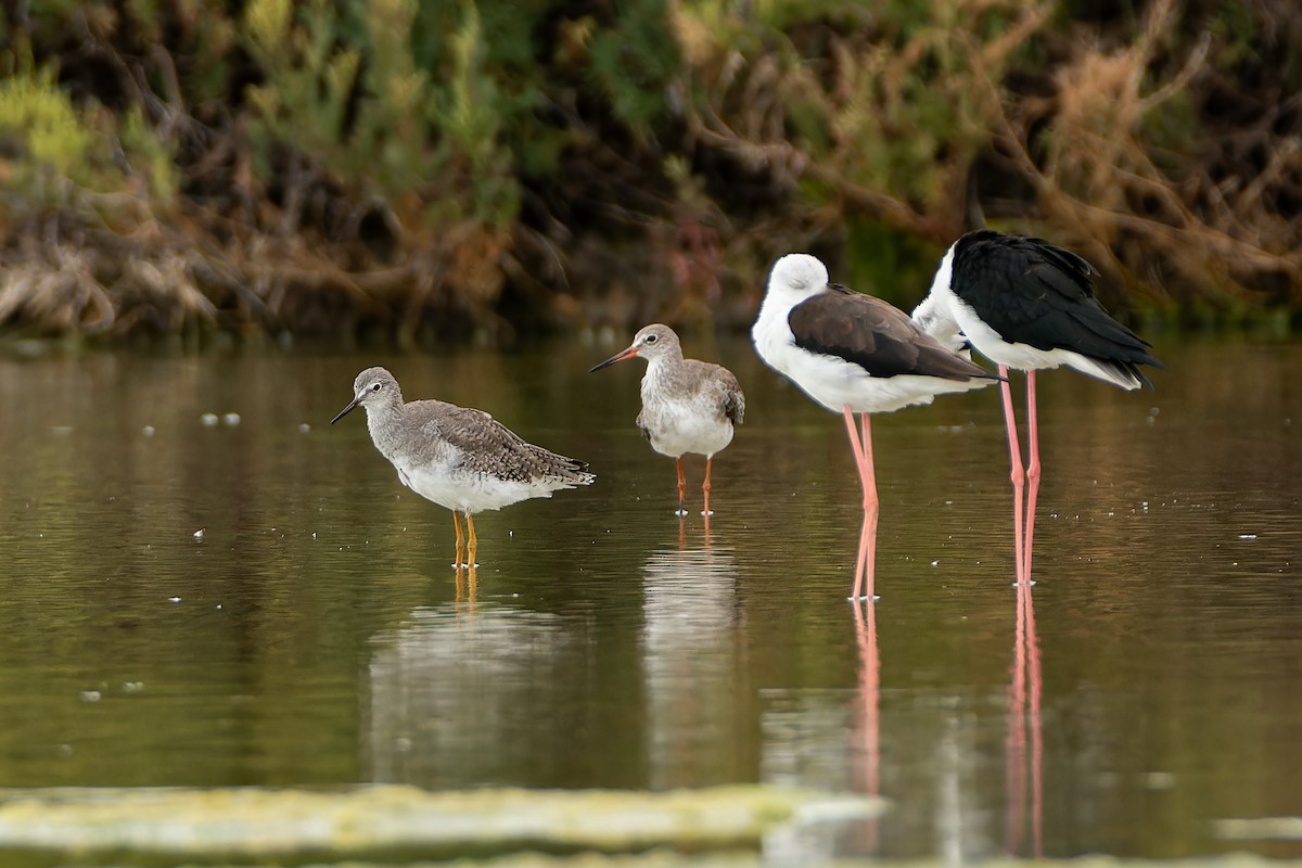 Lesser Yellowlegs - ML642474822