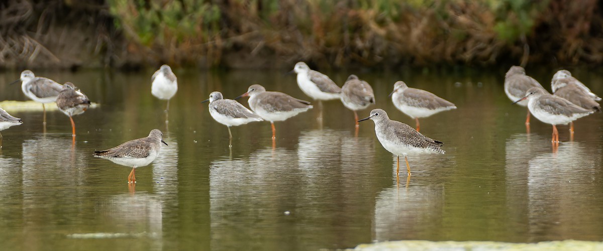 Lesser Yellowlegs - ML642474823