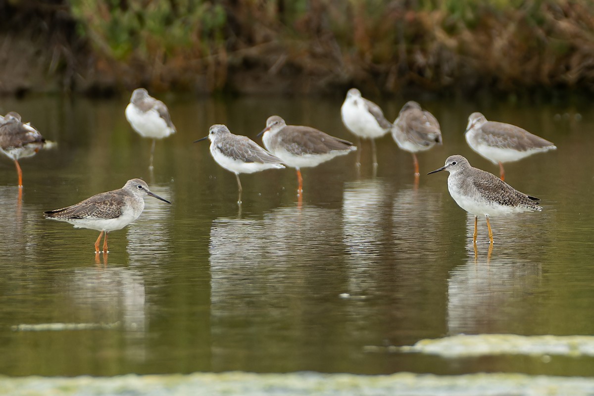 Lesser Yellowlegs - ML642474824