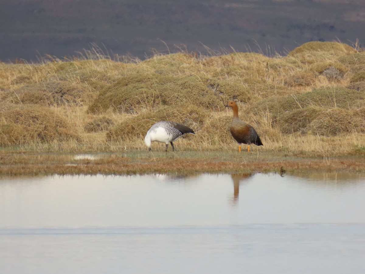 Upland Goose - ML642474827